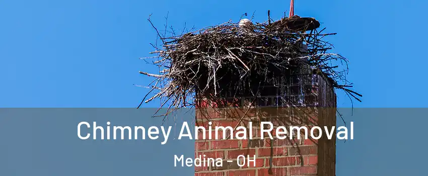 Chimney Animal Removal Medina - OH