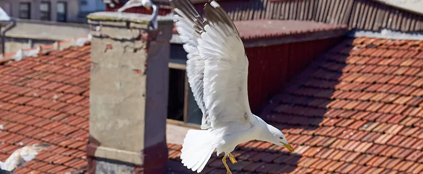 Residential Chimney Animal Removal Solution in Medina, OH